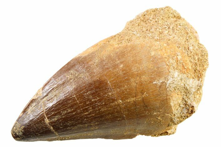 Fossil Mosasaur (Thalassotitan) Tooth - Morocco #341520